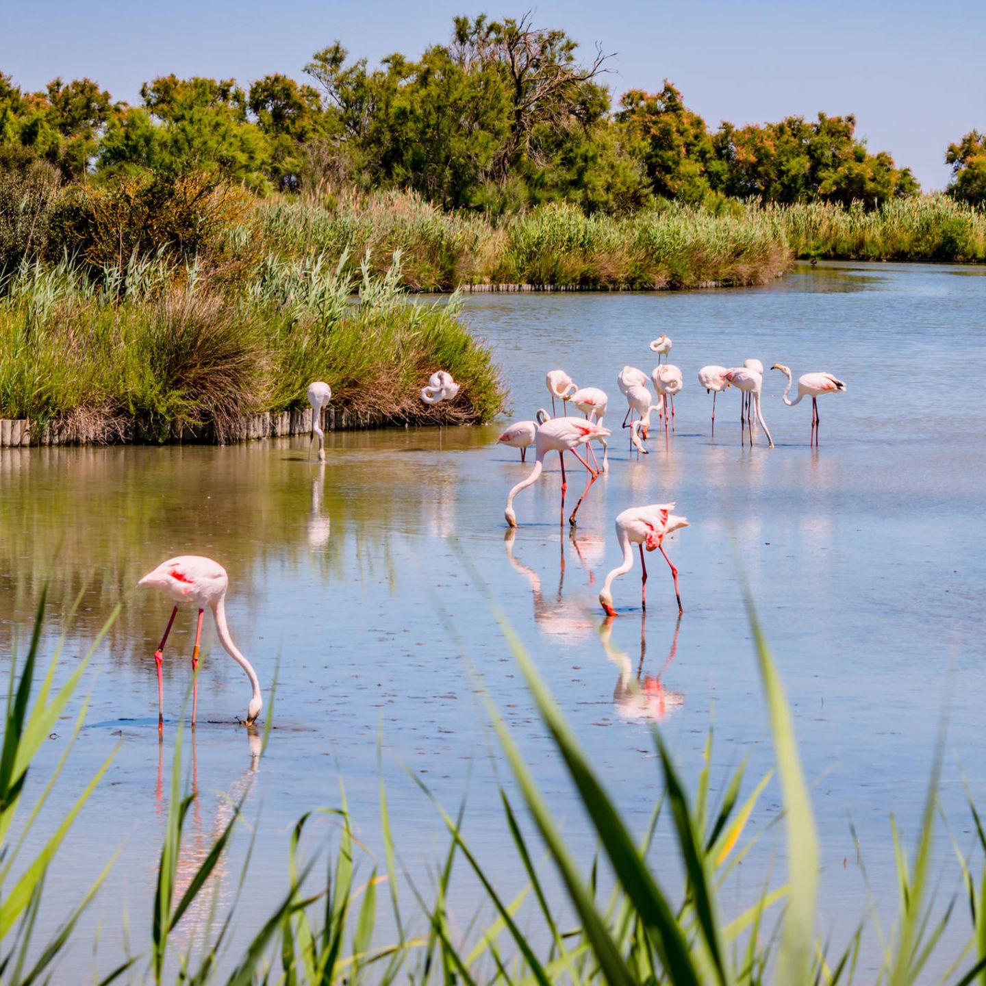 Flamingos staksen durchs Wasser, die Köpfe gesenkt. Dahinter sieht man Dickicht und Bäume.