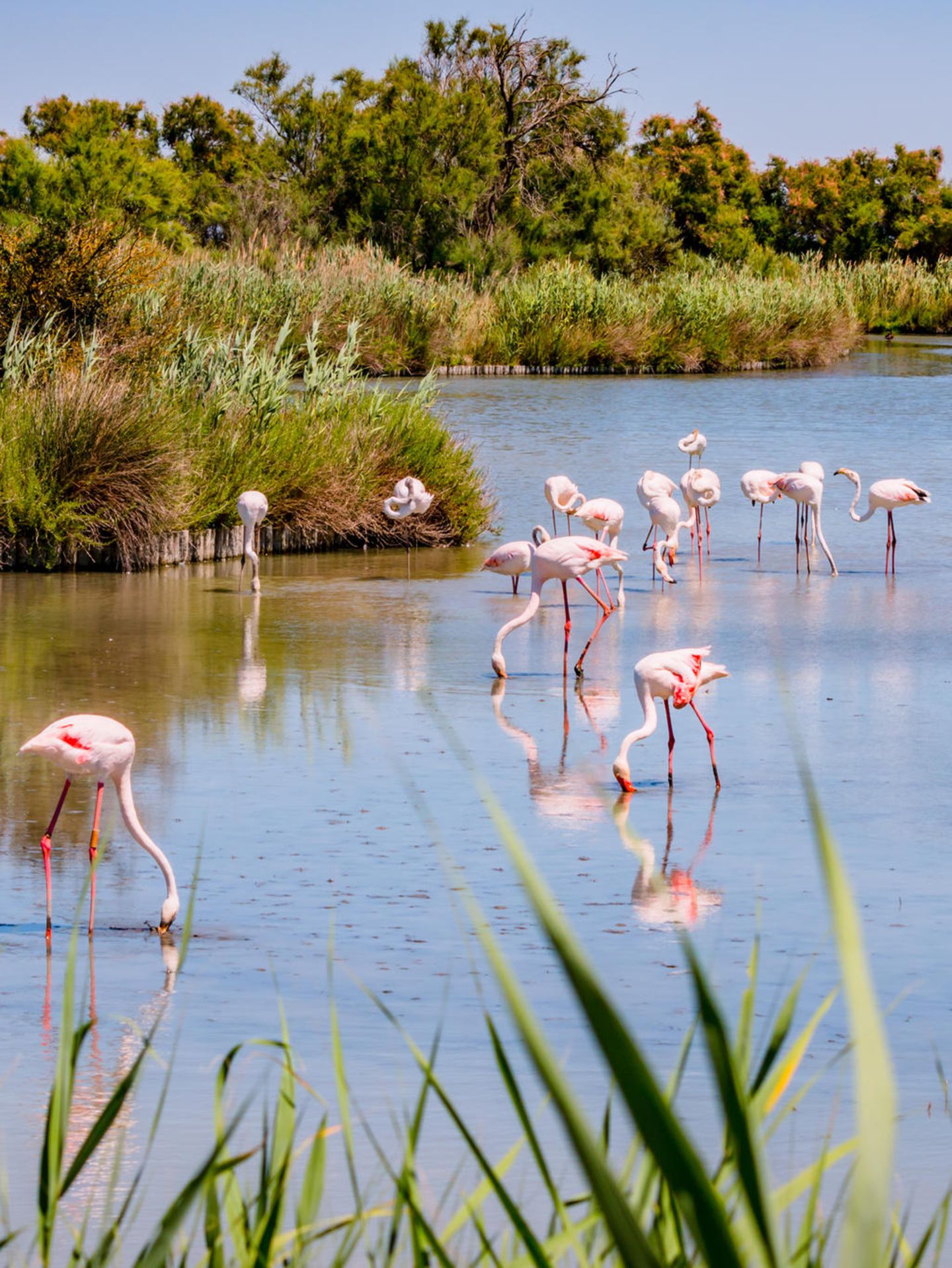 Flamingos staksen durchs Wasser, die Köpfe gesenkt. Dahinter sieht man Dickicht und Bäume.