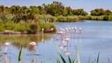 Flamingos staksen durchs Wasser, die Köpfe gesenkt. Dahinter sieht man Dickicht und Bäume.