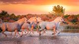 Pferde galoppieren durchs Wasser, Abendstimmung