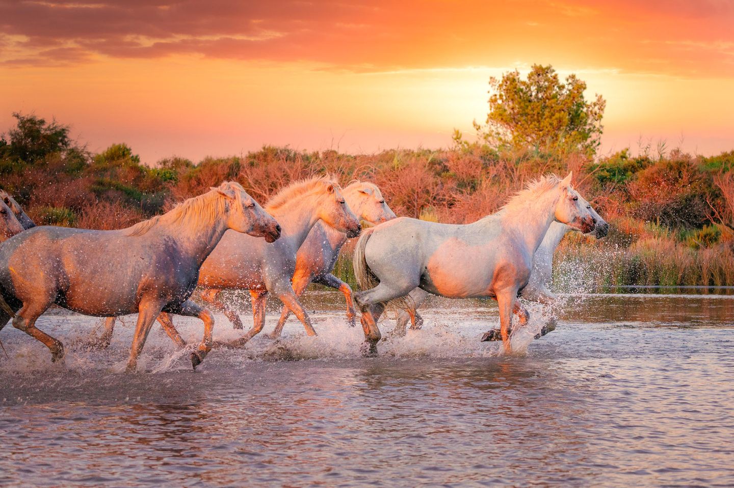 Camargue-Pferde: von Cäsar verehrt Pferde galoppieren durchs Wasser, Abendstimmung