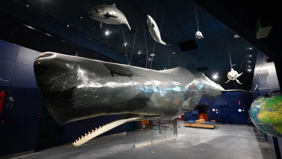 Wal-Modelle im Multimar Wattforum Wal-Modelle im Multimar Wattforum