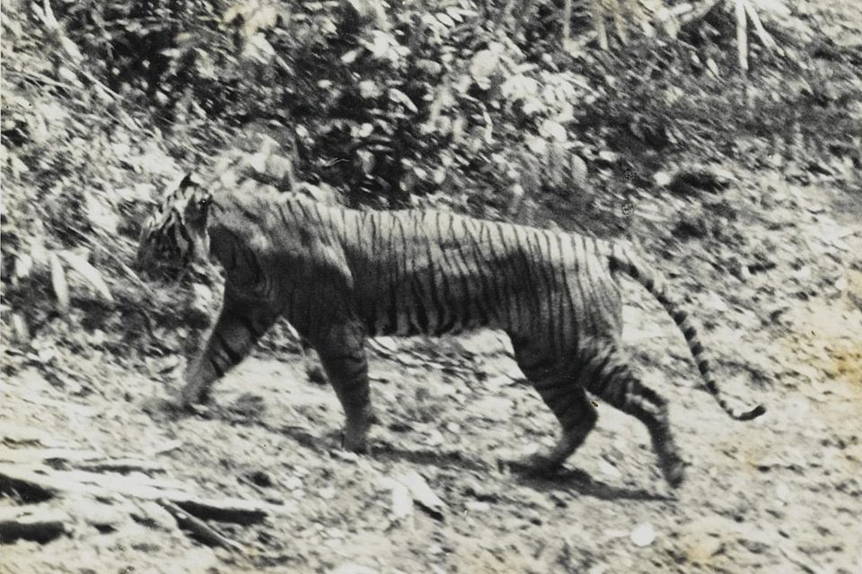 Einer der Letzten seiner Art? Dieses Foto von 1938 zeigt einen Java-Tiger im Nationalpark Ujung Kulon an der Südwestspitze der Insel  1.4654