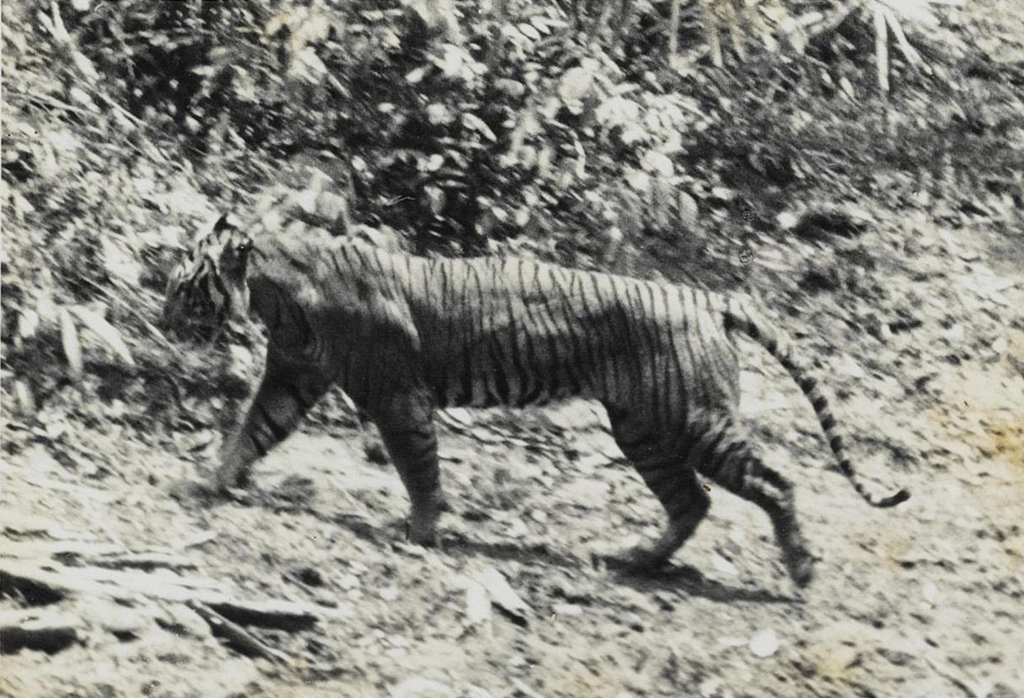 Einer der Letzten seiner Art? Dieses Foto von 1938 zeigt einen Java-Tiger im Nationalpark Ujung Kulon an der Südwestspitze der Insel