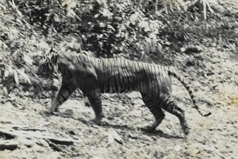 Einer der Letzten seiner Art? Dieses Foto von 1938 zeigt einen Java-Tiger im Nationalpark Ujung Kulon an der Südwestspitze der Insel