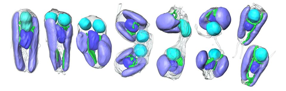 Zellteilung der Alge Zellteilung der Alge