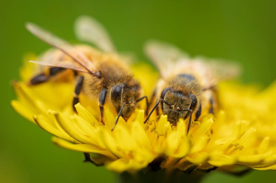 Nahaufnahme: Zwei Bienen auf einer Löwenzahnblüte