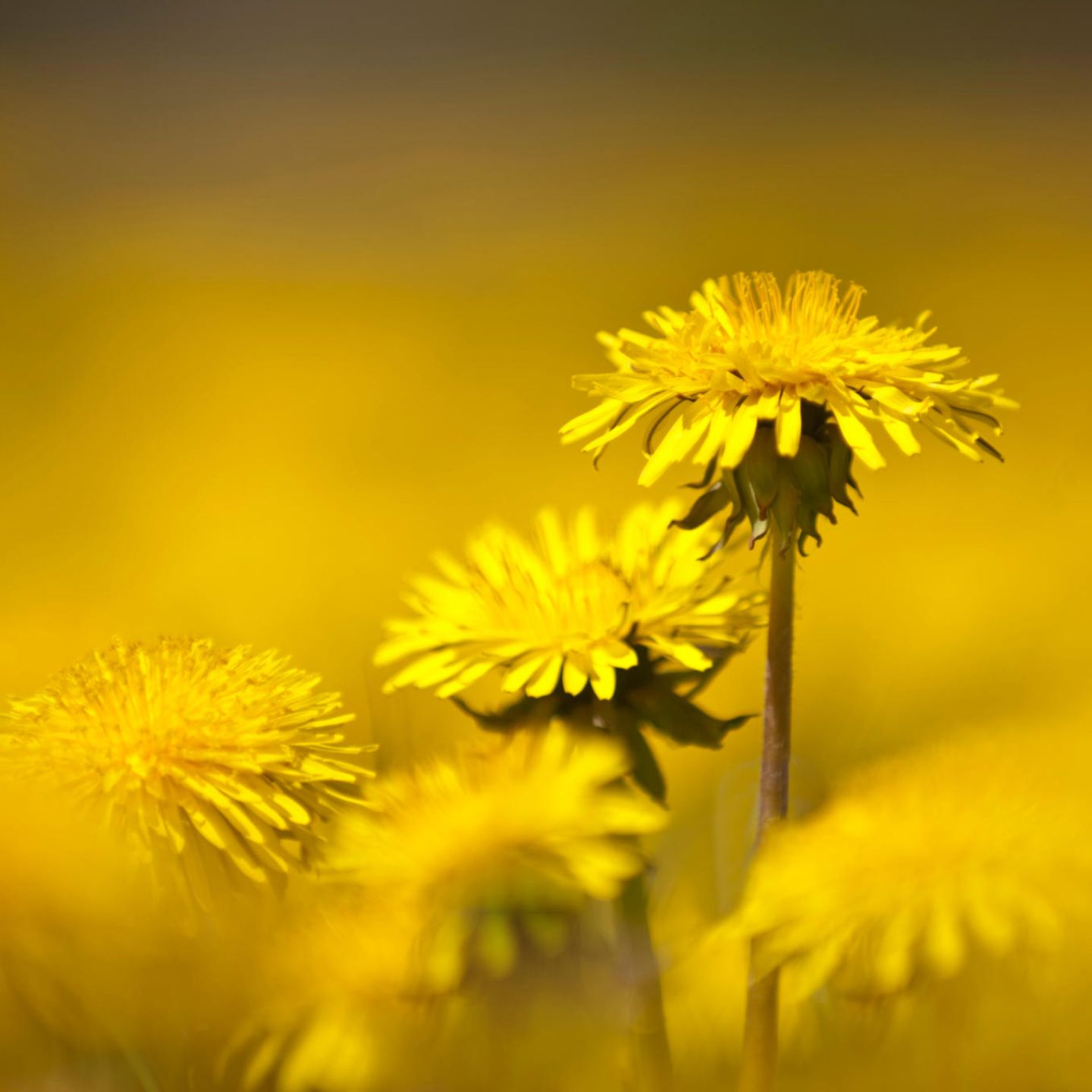 Blühender Löwenzahn