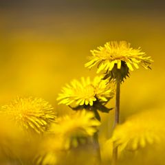 Blühender Löwenzahn