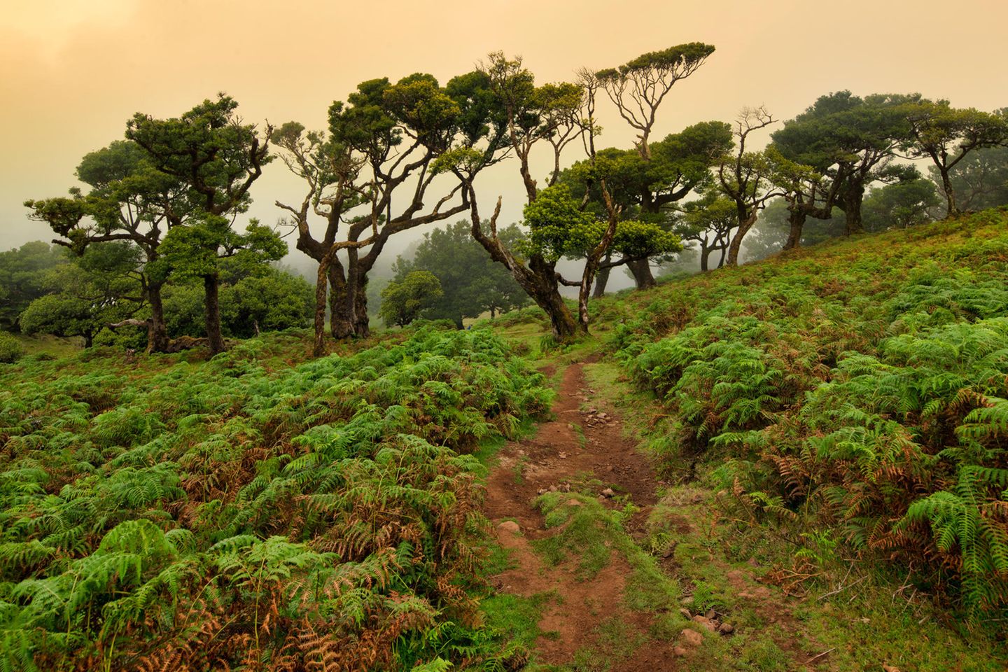 Laurisilva: Staunen im Lorbeerwald Lorbeerwald Laurisilva auf Madeira im Nebel