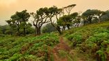Lorbeerwald Laurisilva auf Madeira im Nebel
