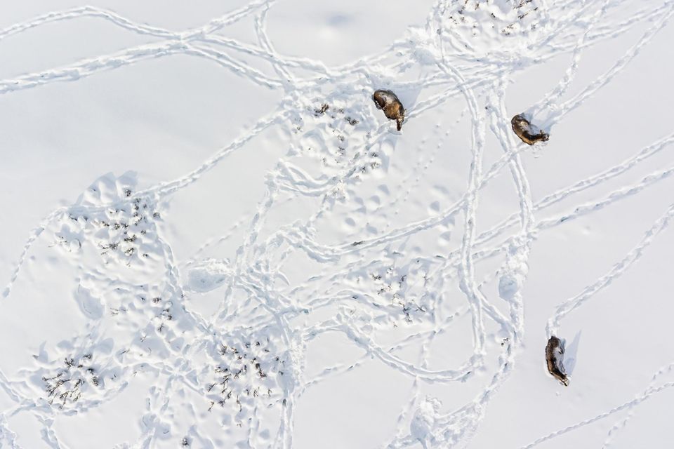 Elche im Schnee Drohnenaufnahme