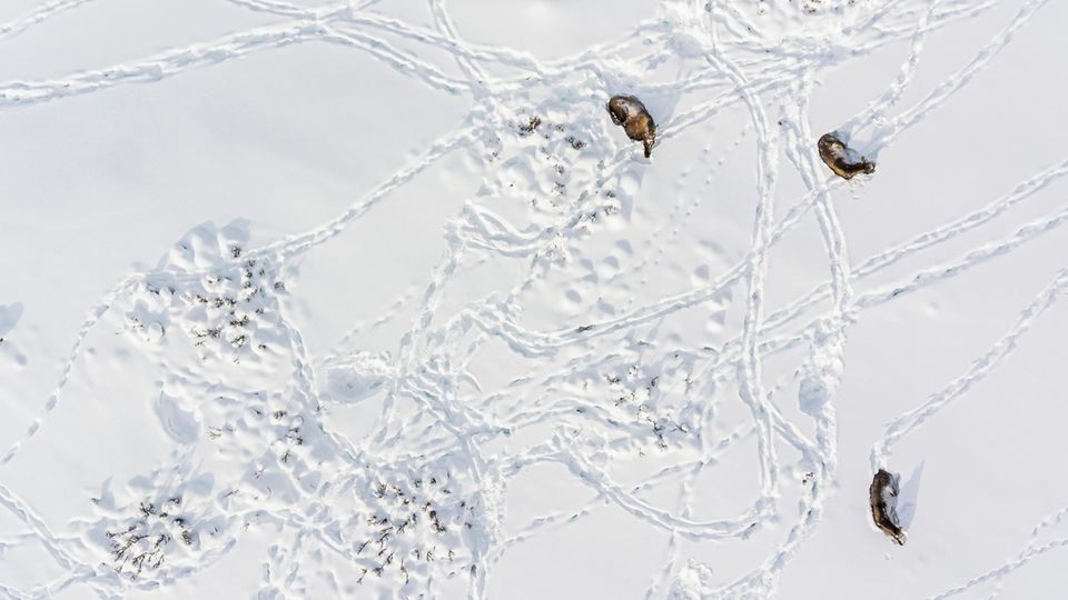 Elche im Schnee Drohnenaufnahme Elche im Schnee Drohnenaufnahme