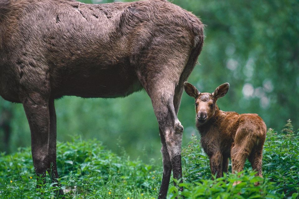 Elchkuh mit Kalb