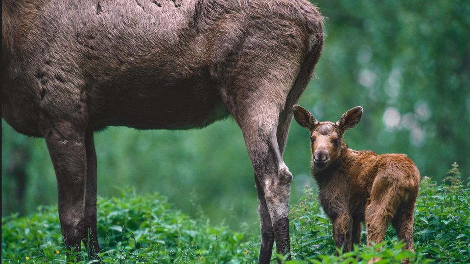 Elchkuh mit Kalb