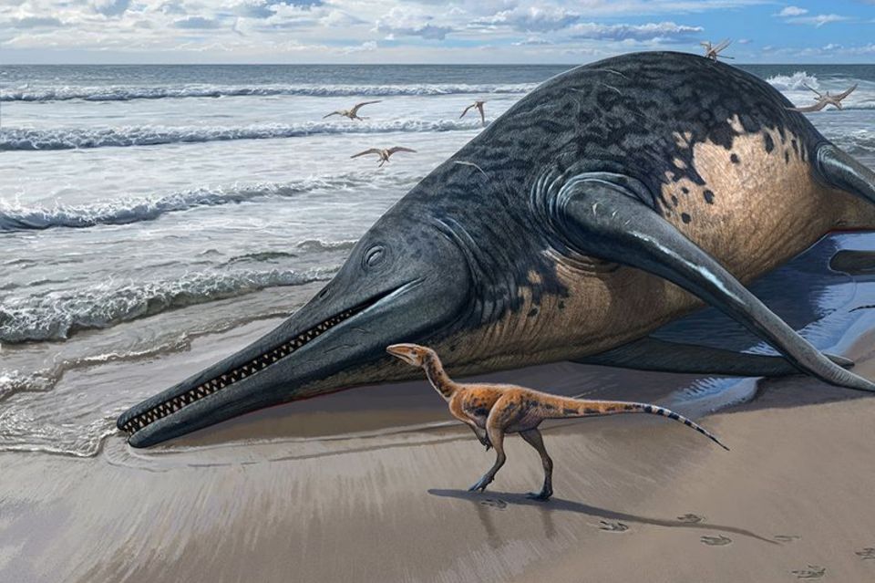 Am Ende der Trias, vor rund 200 Millionen Jahren, starben die großen Ichthyosaurier aus, darunter auch der riesenhafte Ichthyotitan severnensis