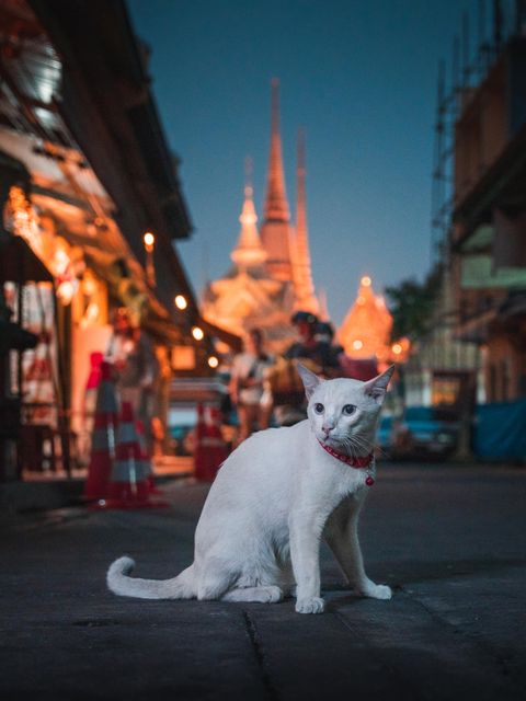 Katze auf der Straße, im Hintergrund unscharf die Pagoden. Nachstimmung
