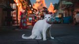 Katze auf der Straße, im Hintergrund unscharf die Pagoden. Nachstimmung