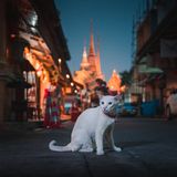 Katze auf der Straße, im Hintergrund unscharf die Pagoden. Nachstimmung
