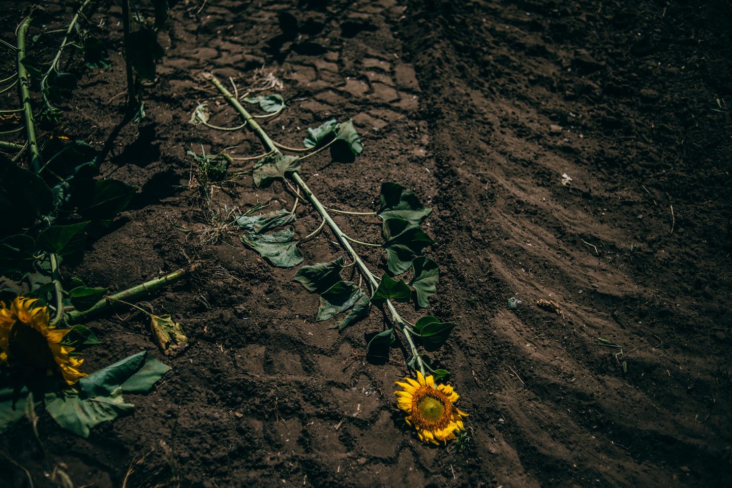 Sieger der Kategorie offenes Format: "War is Personal" Sonnenblume liegt plattgefahren auf einem Feld