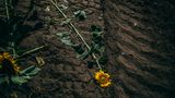 Sonnenblume liegt plattgefahren auf einem Feld