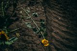 Sonnenblume liegt plattgefahren auf einem Feld