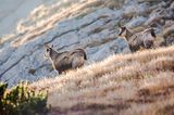 Gämsen sind die typischen Bewohner der kargen Berglandschaft. Bis auf wenige Sträucher wachsen hier – auf über 2000 Meter Höhe – überwiegend Gräser. Seit 1980 gehört der Durmitor-Nationalpark zum UNESCO Weltnaturerbe. 