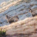 Gämsen sind die typischen Bewohner der kargen Berglandschaft. Bis auf wenige Sträucher wachsen hier – auf über 2000 Meter Höhe – überwiegend Gräser. Seit 1980 gehört der Durmitor-Nationalpark zum UNESCO Weltnaturerbe. 