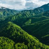 Urwald in den Karpaten