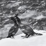 Zwei Vögel im Schneetreiben