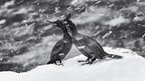 Zwei Vögel im Schneetreiben