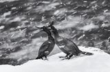 Zwei Vögel im Schneetreiben