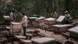 Menschen an ihren Bienenstöcken