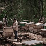 Menschen an ihren Bienenstöcken