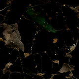 Blätter in einem Spinnennetz