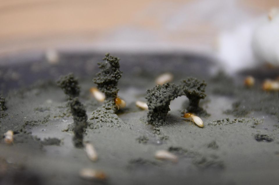 Termiten bauen Strukturen in der Petrischale