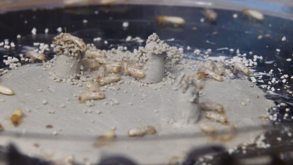 Termiten ergänzen vorhandene Strukturen Termiten ergänzen vorhandene Strukturen