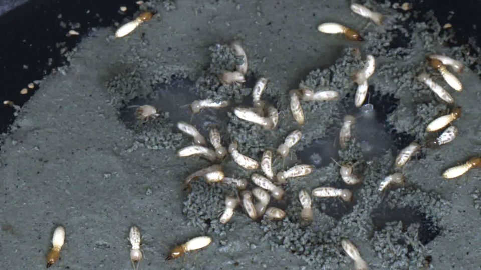 Termiten beim Nestbau im Labor Termiten beim Nestbau im Labor