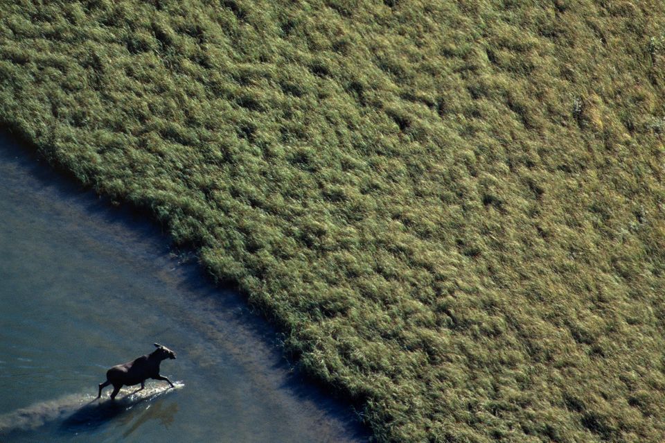 Elch aus der Vogelperspektive, der einen See zum Ufer durchquert  1.5015