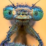 mit Tau bedeckte Libelle