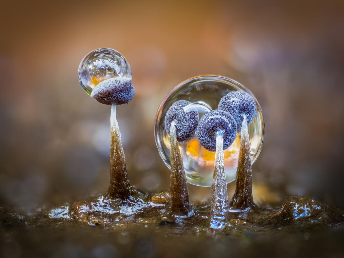 Finalist Barry Webb – "Slime Moulds and Raindrops" Schleimpilz-Fruchtkörper mit Regentropfen