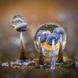 Schleimpilz-Fruchtkörper mit Regentropfen