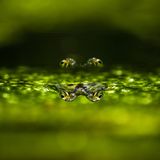Frosch, dessen Augen sich auf der Wasseroberfläche spiegeln