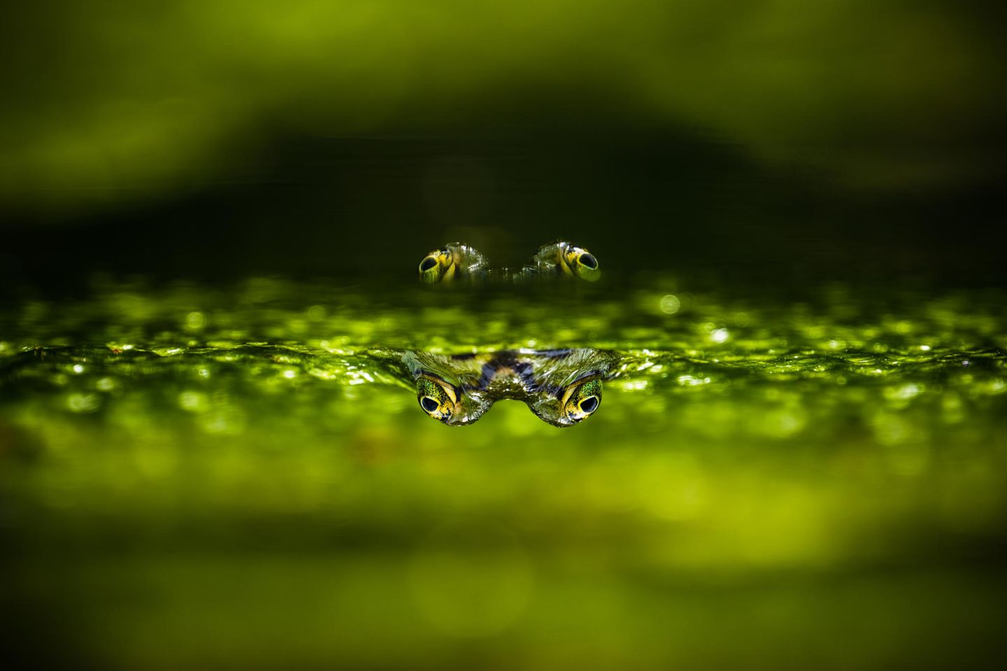 Finalistin Gabi Swart – "You See Better With Four Eyes" Frosch, dessen Augen sich auf der Wasseroberfläche spiegeln