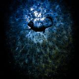 "Zwischen den Sternen" taufte der Ungar Tibor Litauszki die Aufnahme, mit der er den Fotowettbewerb gewann. "In Deutschland, wo ich lebe, gibt es viele klare und langsam fließende Bäche, die einen hervorragenden Lebensraum für Bergmolche bieten. Ich verfolge ihr Leben schon seit Jahren. Einige Tage nachdem die Frösche ihre Eier abgelegt haben, tauchen in der Abenddämmerung die Molche auf und laben sich die ganze Nacht an dem Laich. Diesen Moment wollte ich unter Wasser festhalten. Ich steckte meine Kamera in ein Unterwassergehäuse und positionierte sie mit Gewichten befestigt zwischen den Froscheiern. Zuerst war ich nicht sicher, ob das Gehäuse wirklich wasserdicht war. Aber ich dachte, wenn keine Luftblasen auftauchen, bleibt meine Kamera trocken. Die Schärfe stellte ich vorher am Objektiv manuell ein und hoffte auf Glück. In der Nähe wartete ich auf die Dunkelheit, beleuchtete den ersten Molch, der auftauchte, mit einer LED-Lampe und löste die Kamera mit einem selbstgebauten kabelgebundenen Fernauslöser aus."