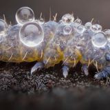 mit Tautropfen bedeckter Springschwanz