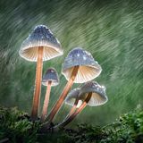 Pilze im Regen