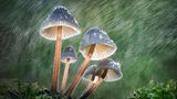 Pilze im Regen