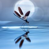 "Schon lange hatte ich die Idee, das anmutige Ballett der Libellen über der Garonne (dem Fluss, der in der Nähe meines Hauses fließt) einzufangen", berichtet der Franzose Sebastien Blomme. "Es ist bezaubernd, jeden Sommer Hunderte dieser Kreaturen zu beobachten, die ihre Kreise ziehen und geschickt Mücken und andere Insekten im Flug erbeuten. Eines Tages ließ ich mich an einer Stelle im Wasser nieder, an der ich beobachtet hatte, dass dort eine Libelle regelmäßig zur Ruhe kam. Ich wartete geduldig auf ihre Rückkehr. Jedes Mal, wenn sie auftauchte, schaltete ich die Kamera auf Serienbildmodus, in der Hoffnung, den Moment zu erwischen, in dem sie ihre Flügel in voller Pracht ausbreitet. Nach hundert Versuchen gelang mir schließlich das gewünschte Bild."