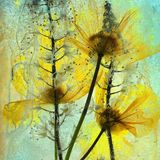 Der Brite Ian Gilmour schuf dieses Kunstwerk: "Ich habe einige wilde Mohnblumen in Wasser mit Tiarella-Blüten getaucht und sie über Nacht eingefroren. Dann legte ich den gefrorenen Block auf einen Leuchtkasten und fotografierte ihn mit meinem Supermakroobjektiv. Der erste Versuch war nicht erfolgreich, denn das Wasser war trüb. Deshalb kochte ich es vor dem zweiten Einfrieren ab, das lieferte ein besseres Resultat."